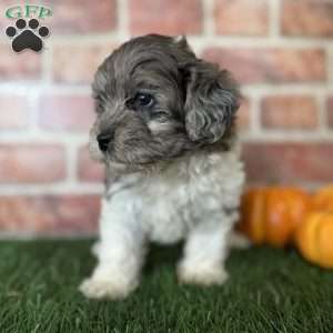 Maple, Shih-Poo Puppy